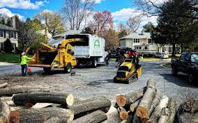 Trusted Hawaiian Gardens, CA Tree Removal Experts