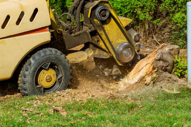 Best Palm Tree Trimming  in Hawaiian Gardens, CA